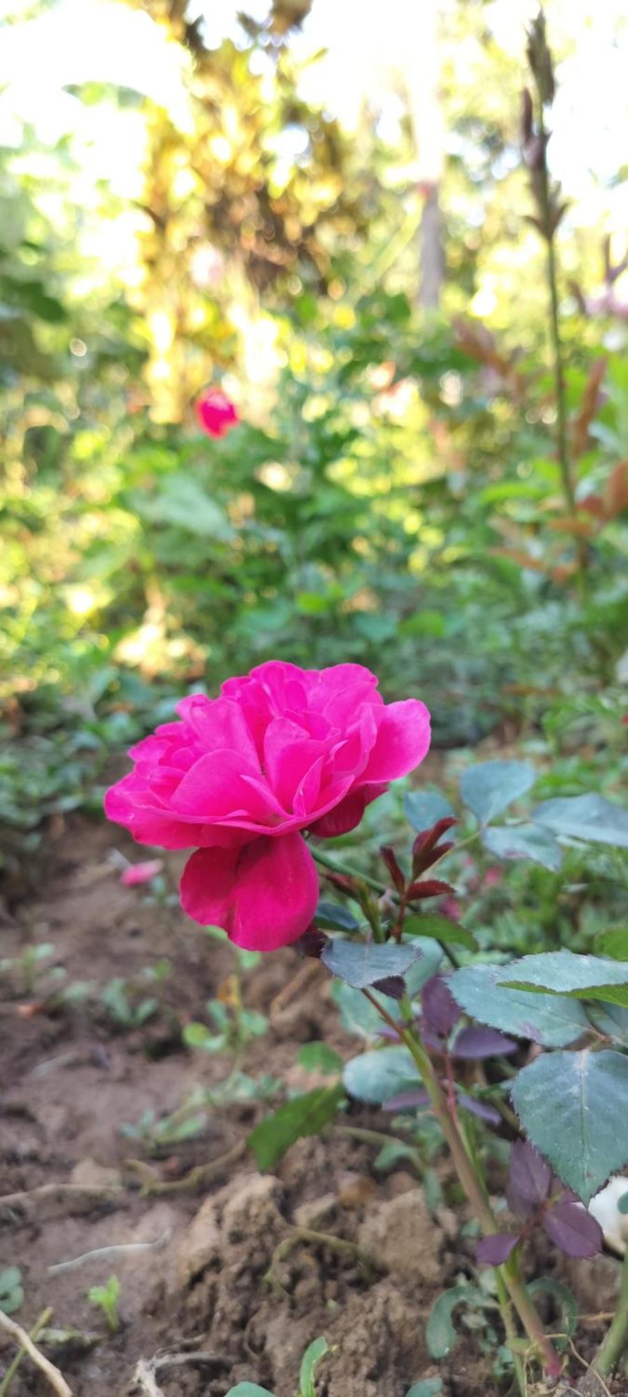 Royal Palm Homestay Madikeri Exteriör bild